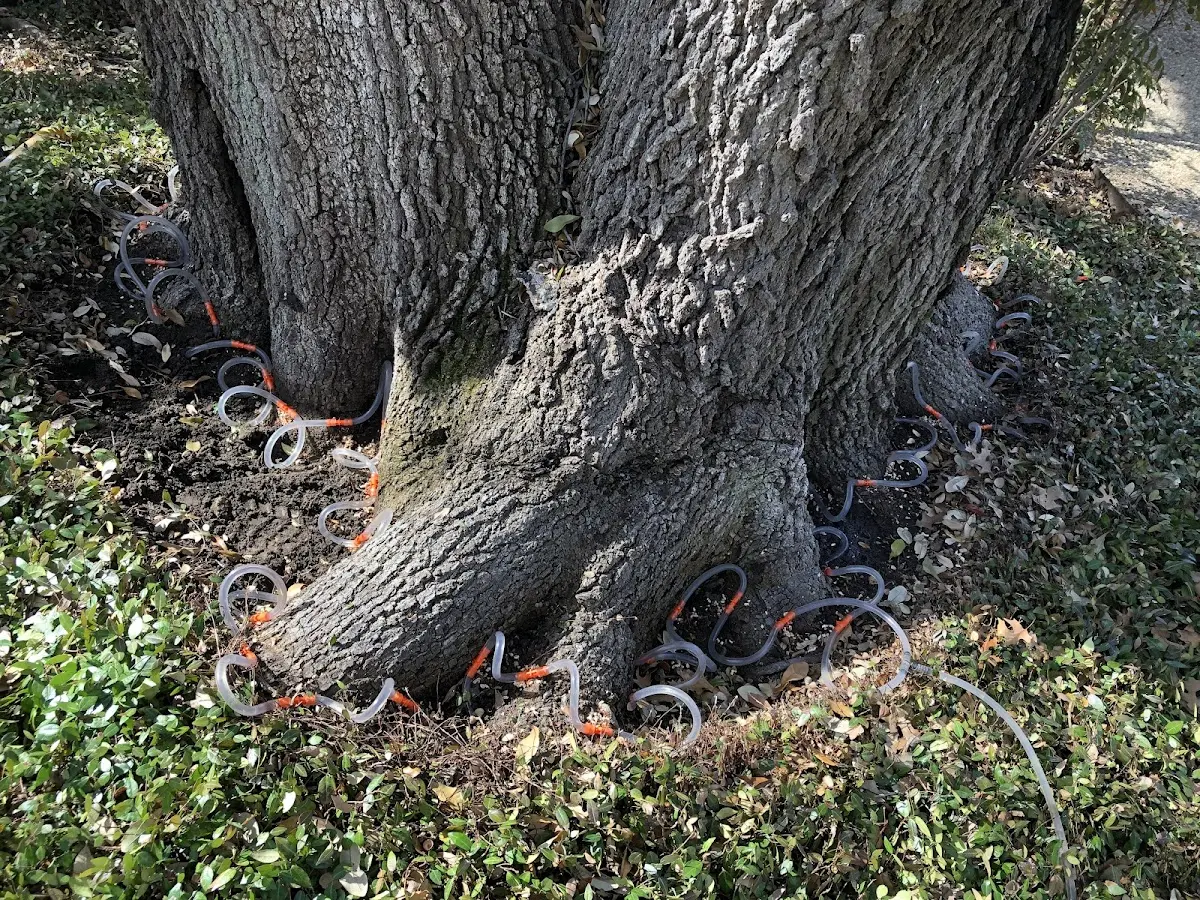 Detailed Tree Cabling and Bracing job site in Green Valley