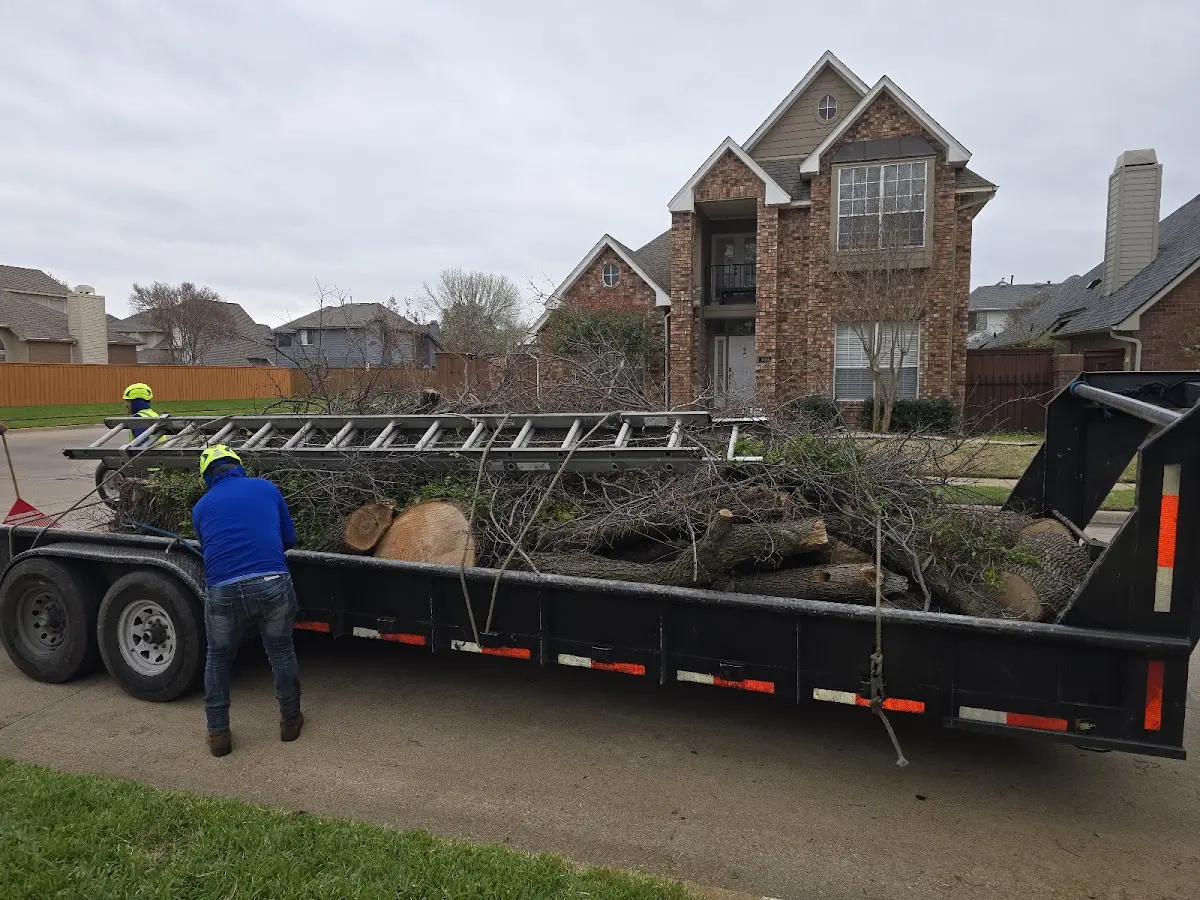 Expert Tree Removal with proper safety equipment in Green Valley